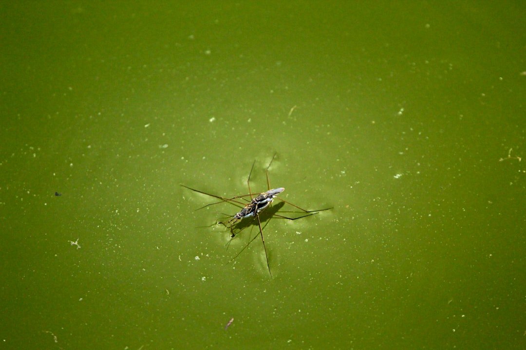 Insects are moving pharmaceutical pollutants from rivers to land; risks unknown