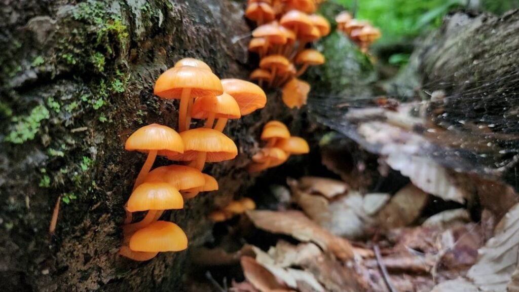 The Silent Language of Fungi: How Mushrooms Connect Ecosystems