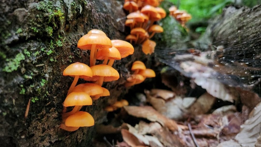 The Silent Language of Fungi: How Mushrooms Connect Ecosystems