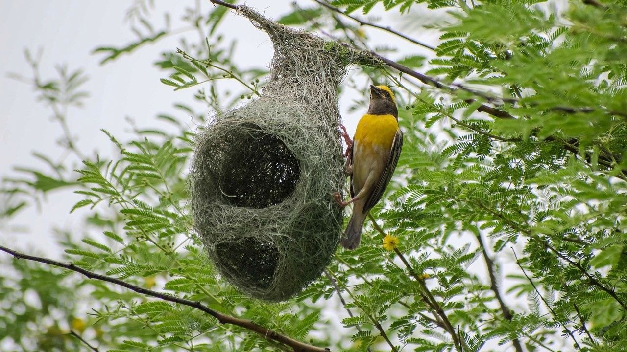 10 Incredible Animal Architects: Masters of Engineering in the Wild