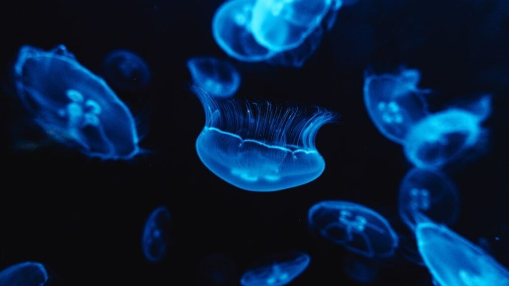 The Amazing World of Bioluminescence: Why Do Some Creatures Glow?