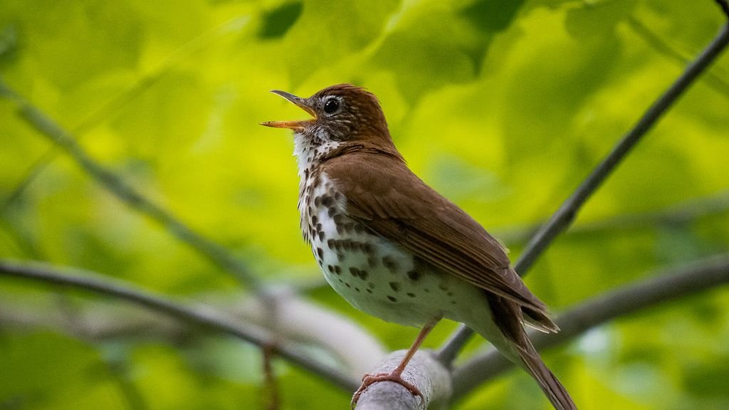 Why Birds Sing: The Science Behind Nature's Concerts