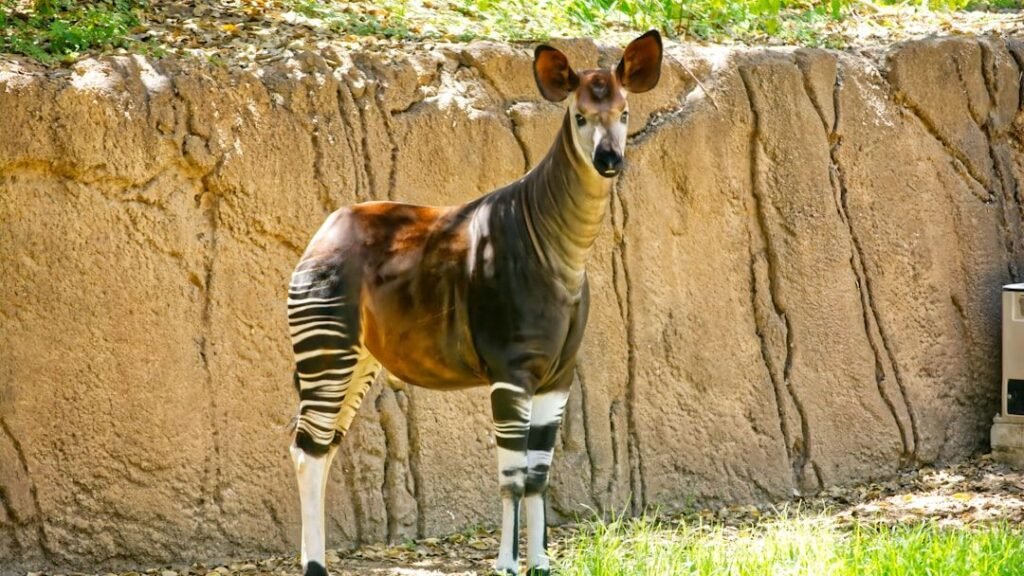 10 Incredible Facts About the Okapi: The Rainforest's Secret Giraffe