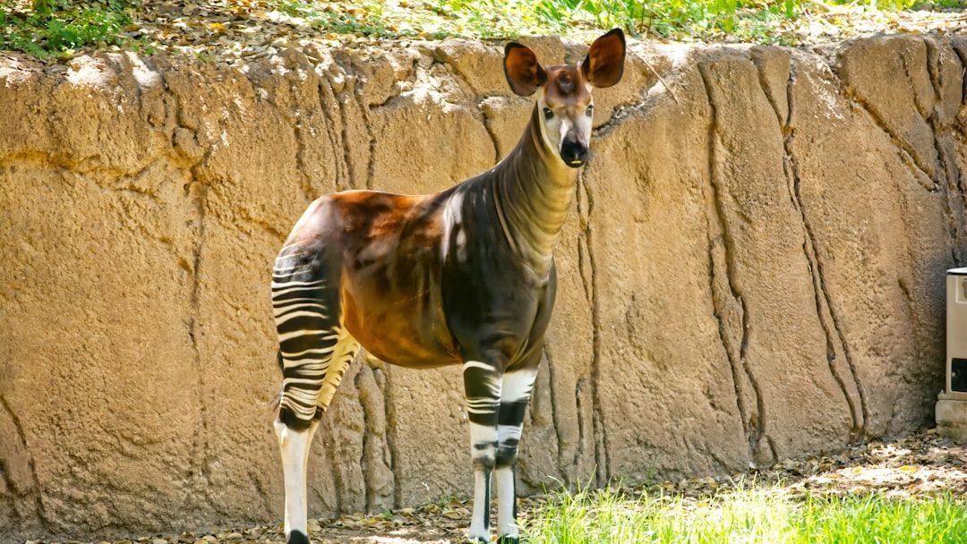 10 Incredible Facts About the Okapi: The Rainforest’s Secret Giraffe