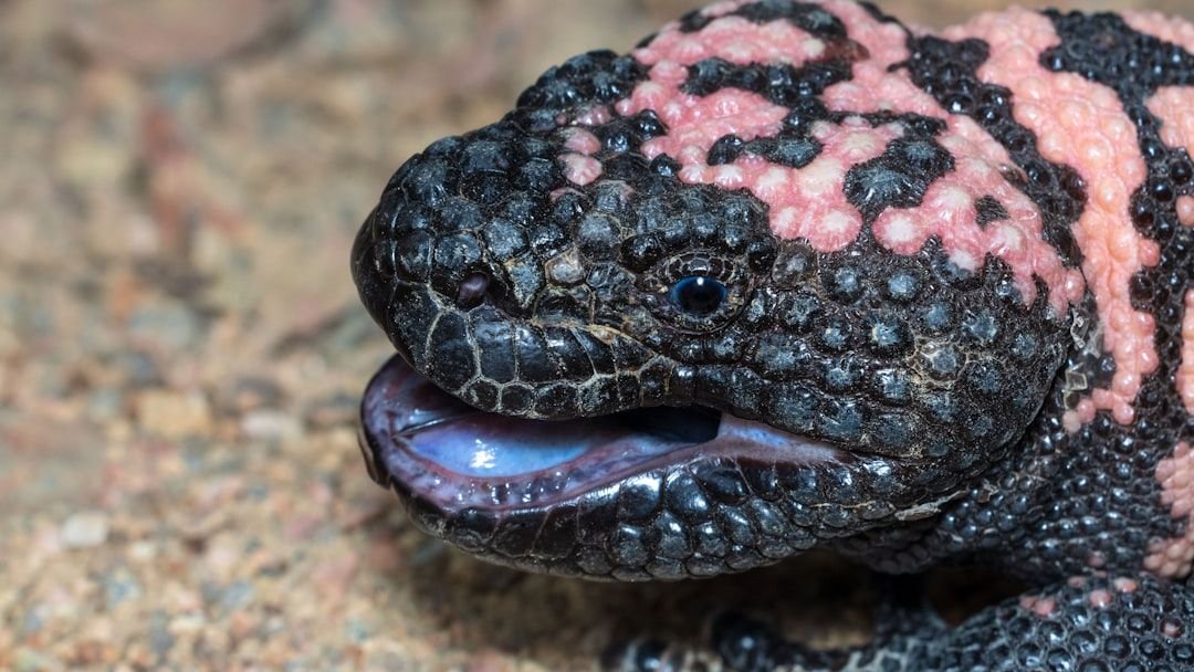 10 Arizona Gila Monster Facts Most People Never Learn