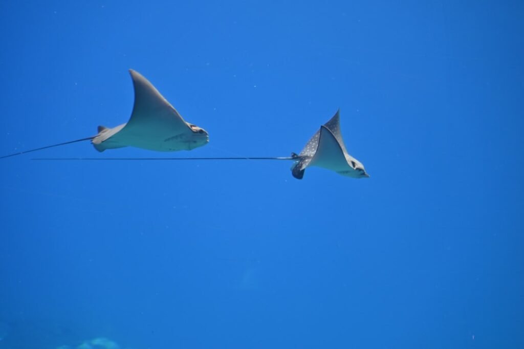 Snooping on stingrays