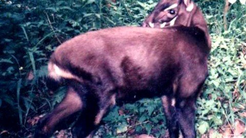 11 Amazing Facts About the Saola: The Mysterious Asian Unicorn