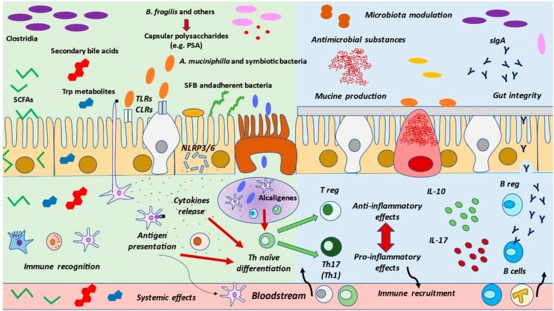 The Human Microbiome: A Hidden Ecosystem Within Us That Dictates Our Health