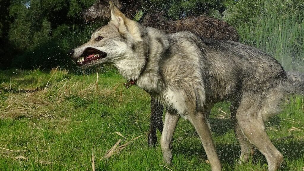 The Mutant Wolves of Chernobyl Have Evolved to Survive Cancer