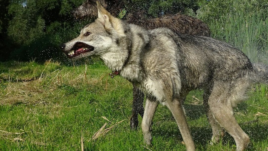 The Mutant Wolves of Chernobyl Have Evolved to Survive Cancer
