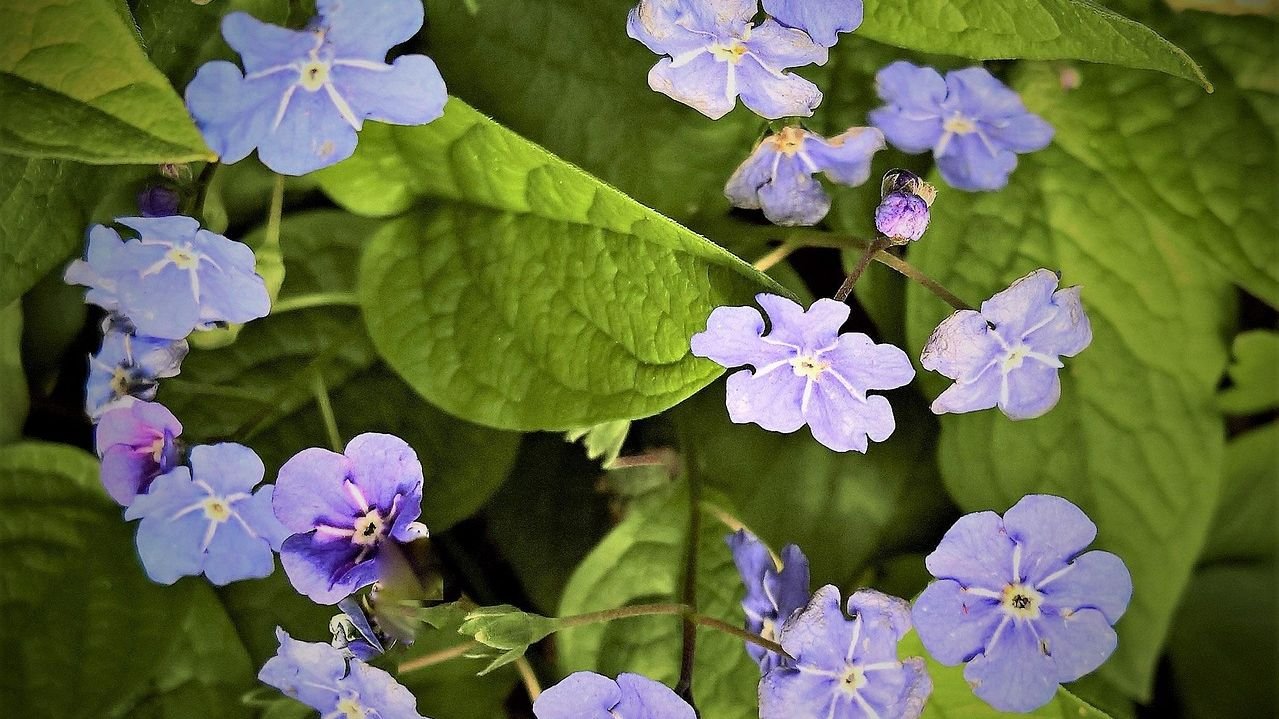 10 Incredible Plants That Can Survive in the Harshest Environments