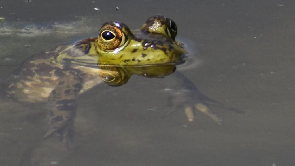 10 Animals That Can Live Without Their Heads (For a While)