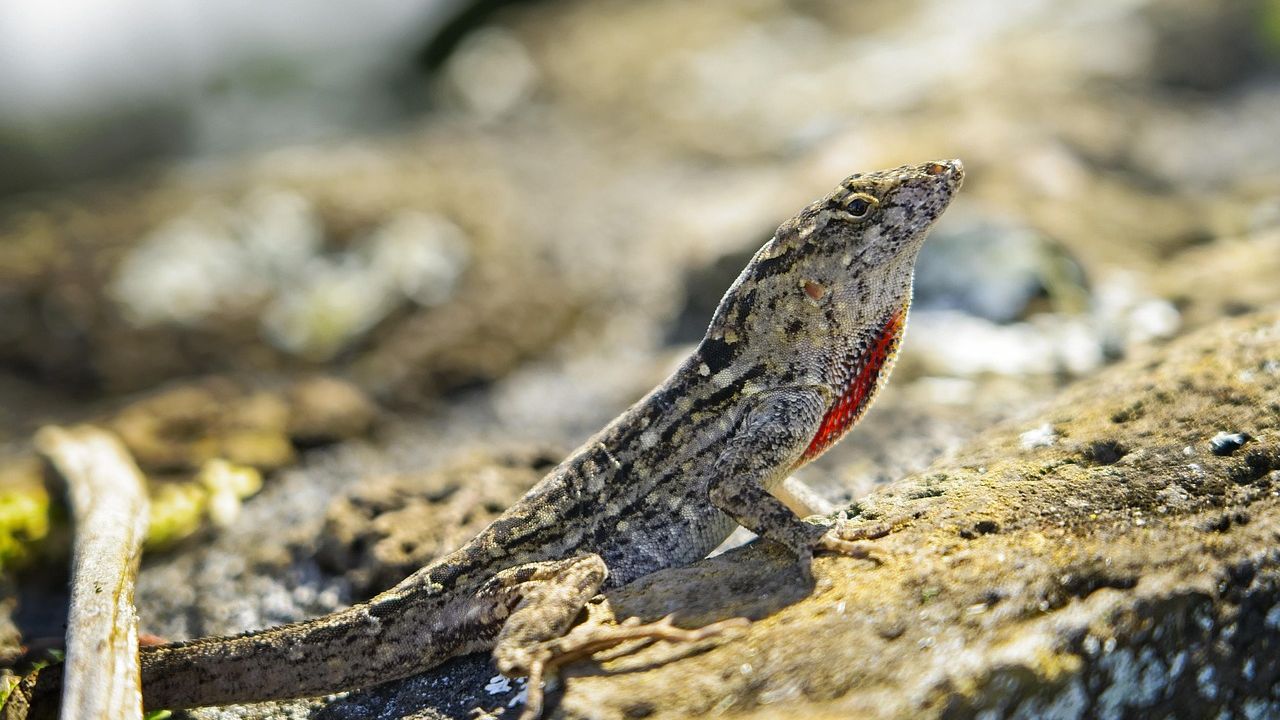 10 Bizarre Ways Animals Communicate Without Making a Sound