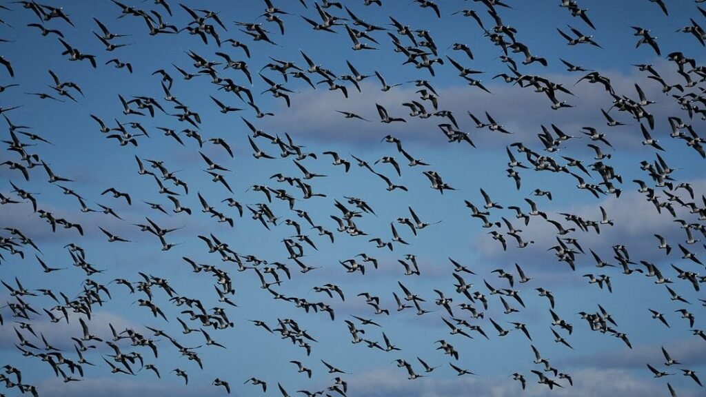 How Do Animals Navigate Across Continents Without Maps or GPS?