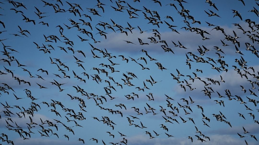 How Do Animals Navigate Across Continents Without Maps or GPS?