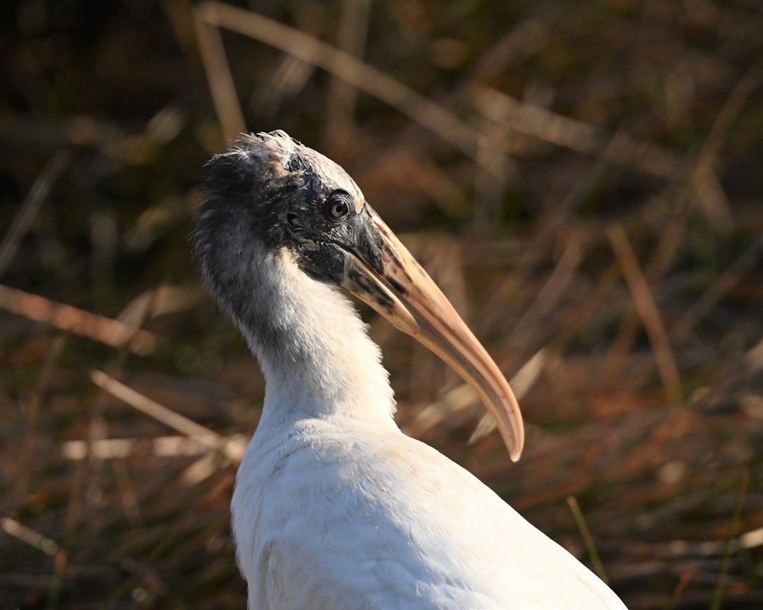Wood storks deliver a bundle of good news