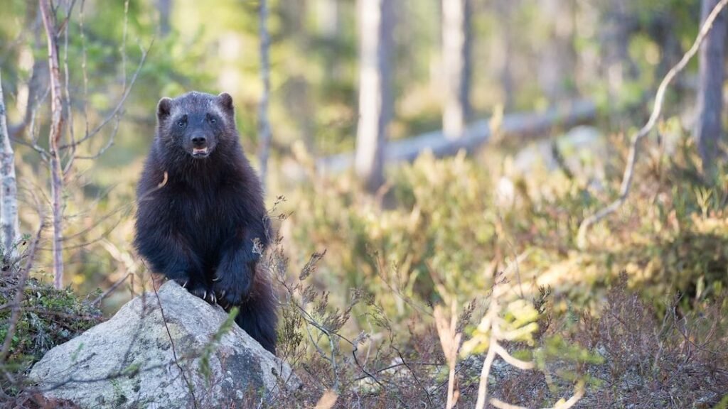 7 Incredible US Wildlife Species You Didn't Know Existed