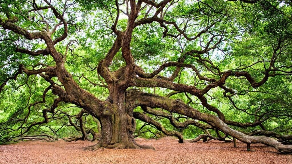 10 Fascinating Facts About the World's Oldest Living Organisms