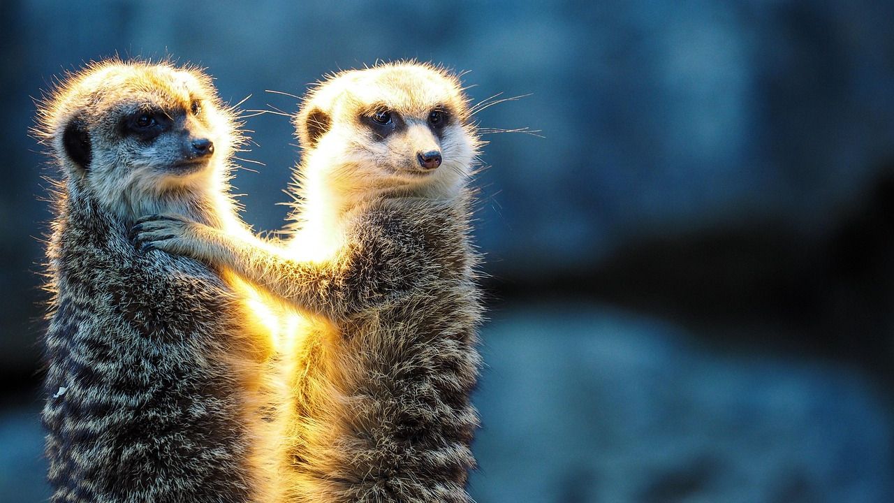 8 Bizarre Animal Behaviors Scientists Are Still Struggling to Explain