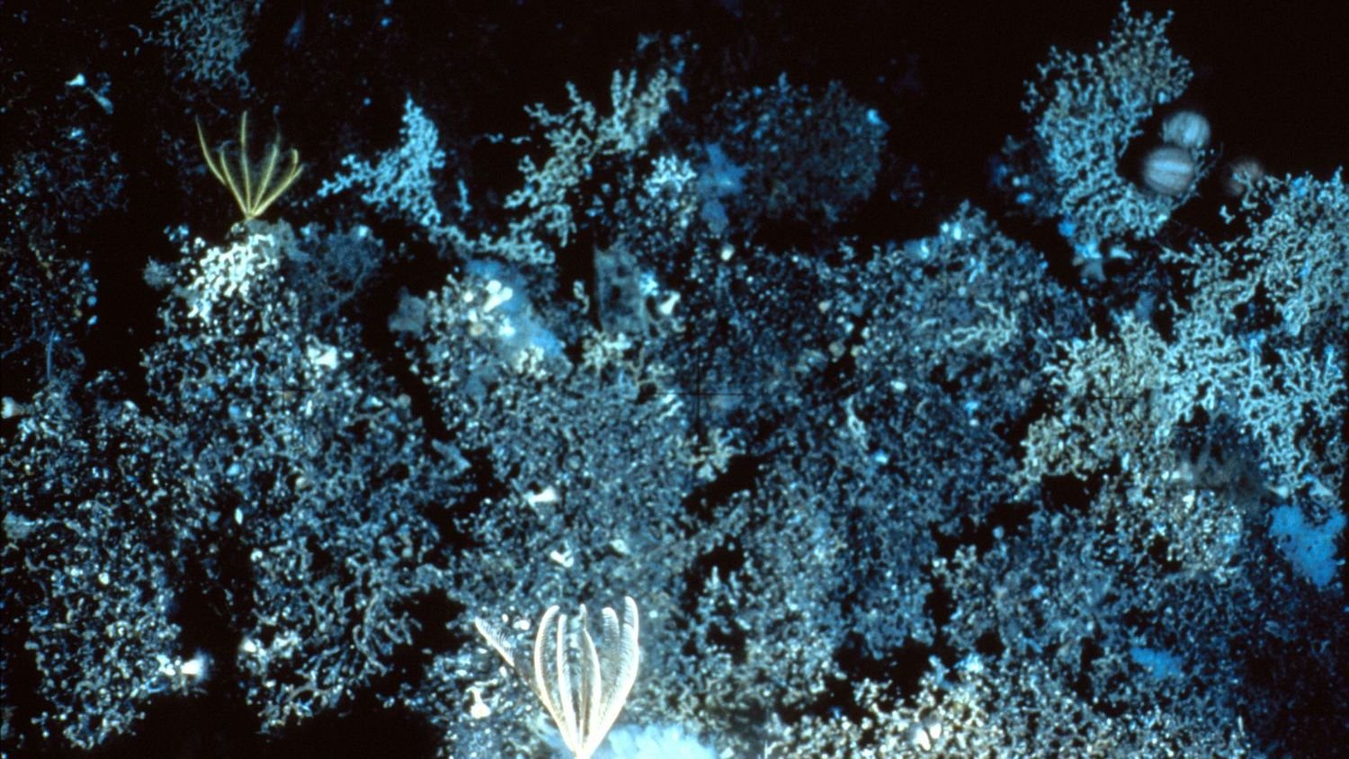 The Ocean’s Deepest Trenches Hold Secrets Scientists Are Just Beginning to Uncover