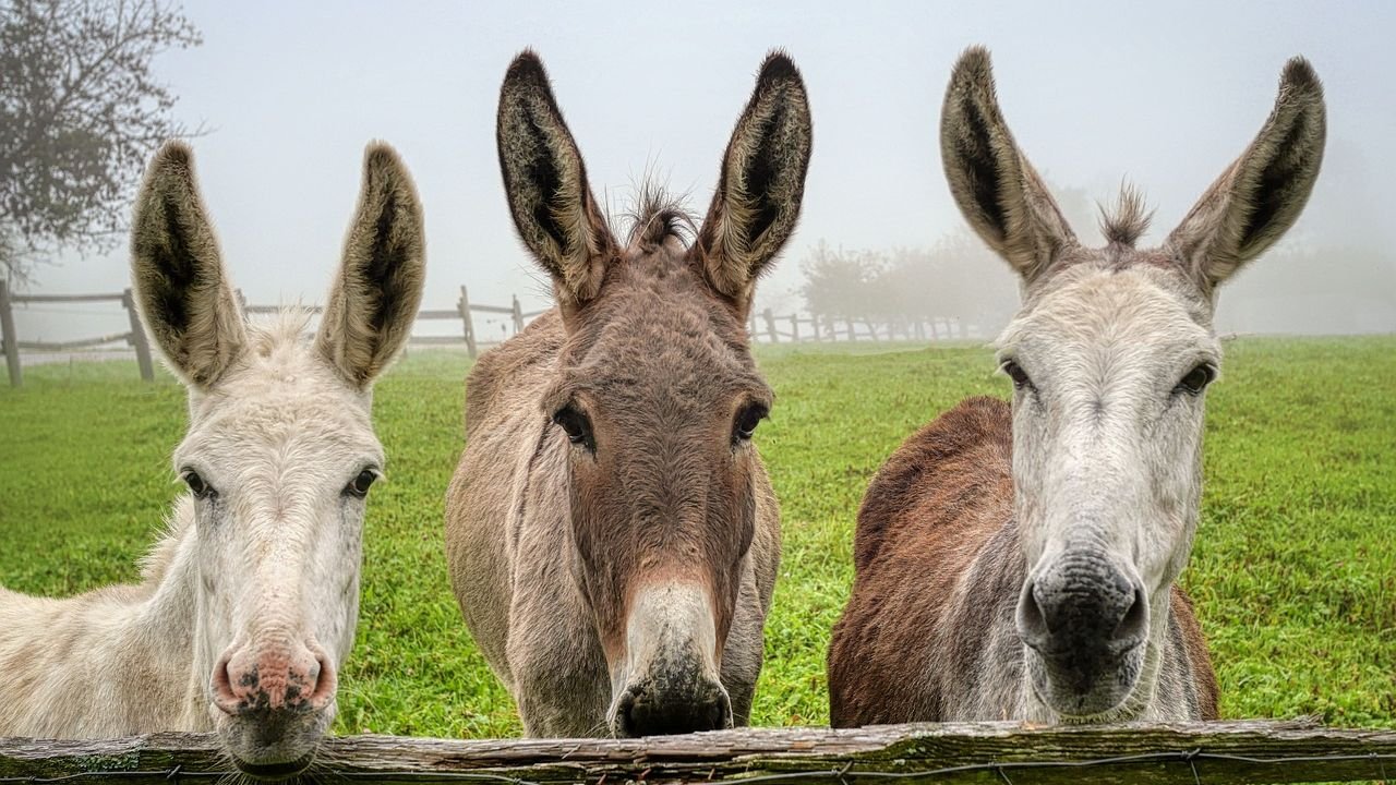 10 Surprising Facts About Donkeys