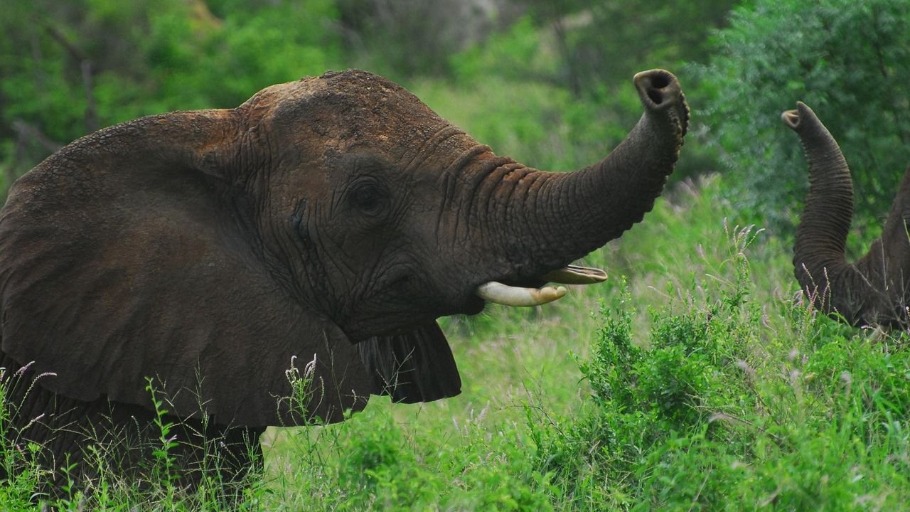 7 Ways Animals Communicate That We Are Only Just Understanding