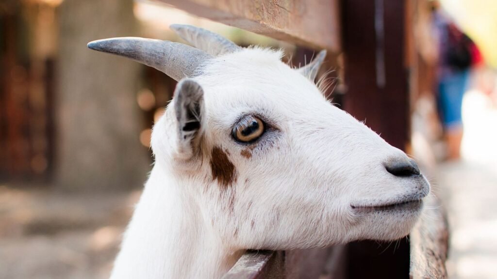 15 Things You May Not Know About Goats