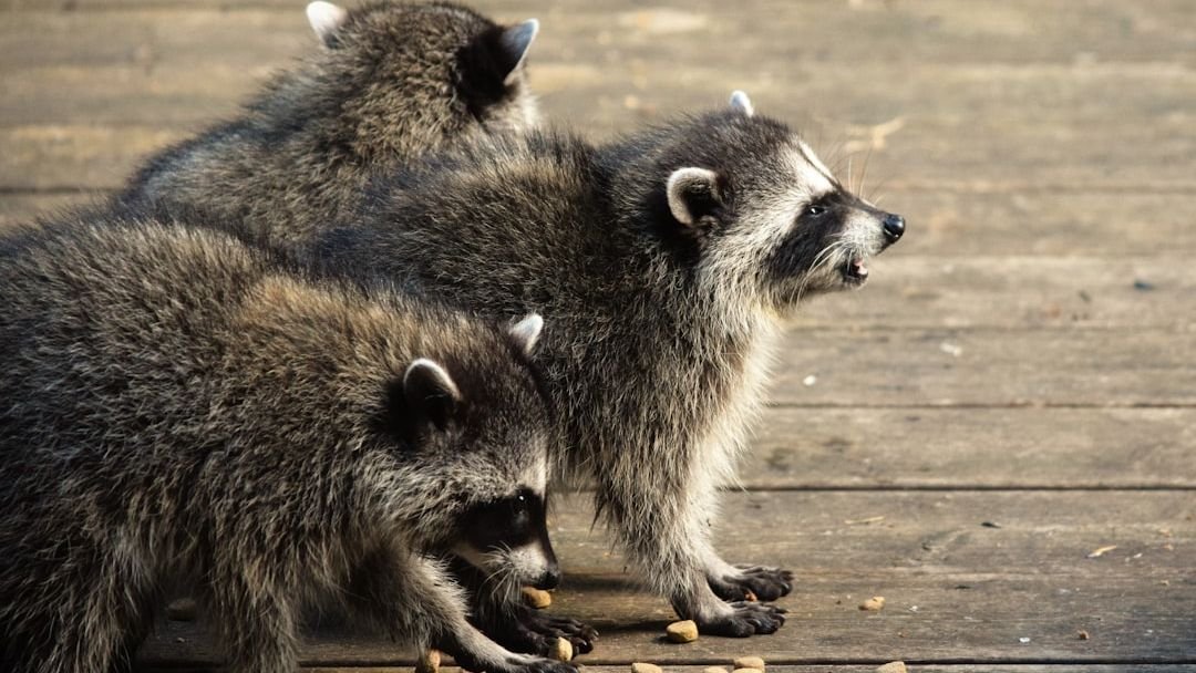 10 Remarkable Animals That Possess Minds More Complex Than We Imagine