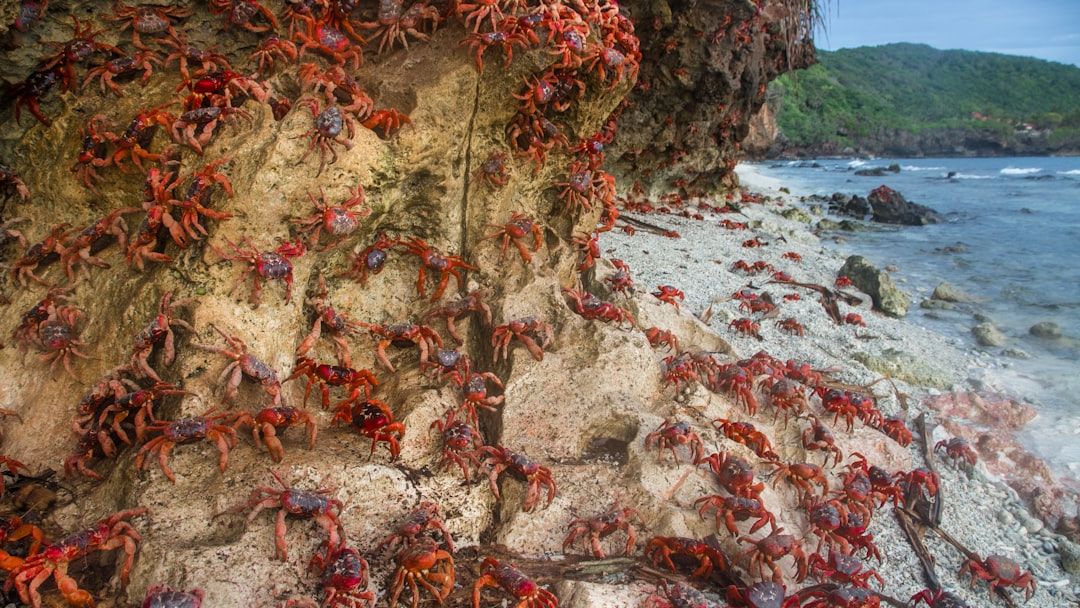 9 Unexplained Animal Migrations That Puzzle Biologists Worldwide