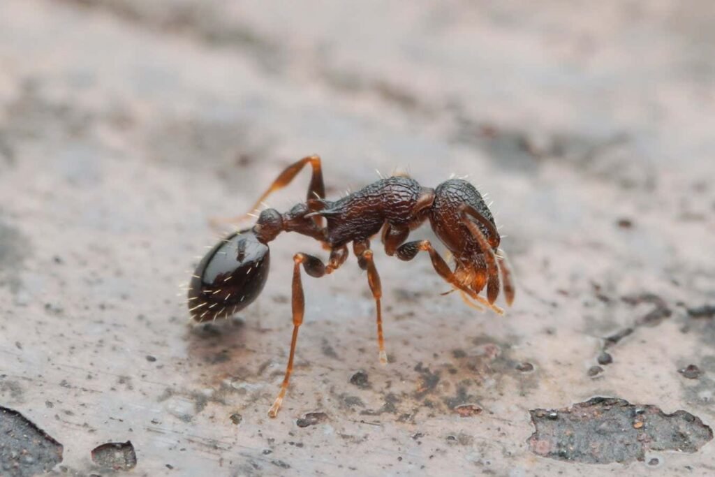 Everyone's a queen: The ant species with no males or workers
