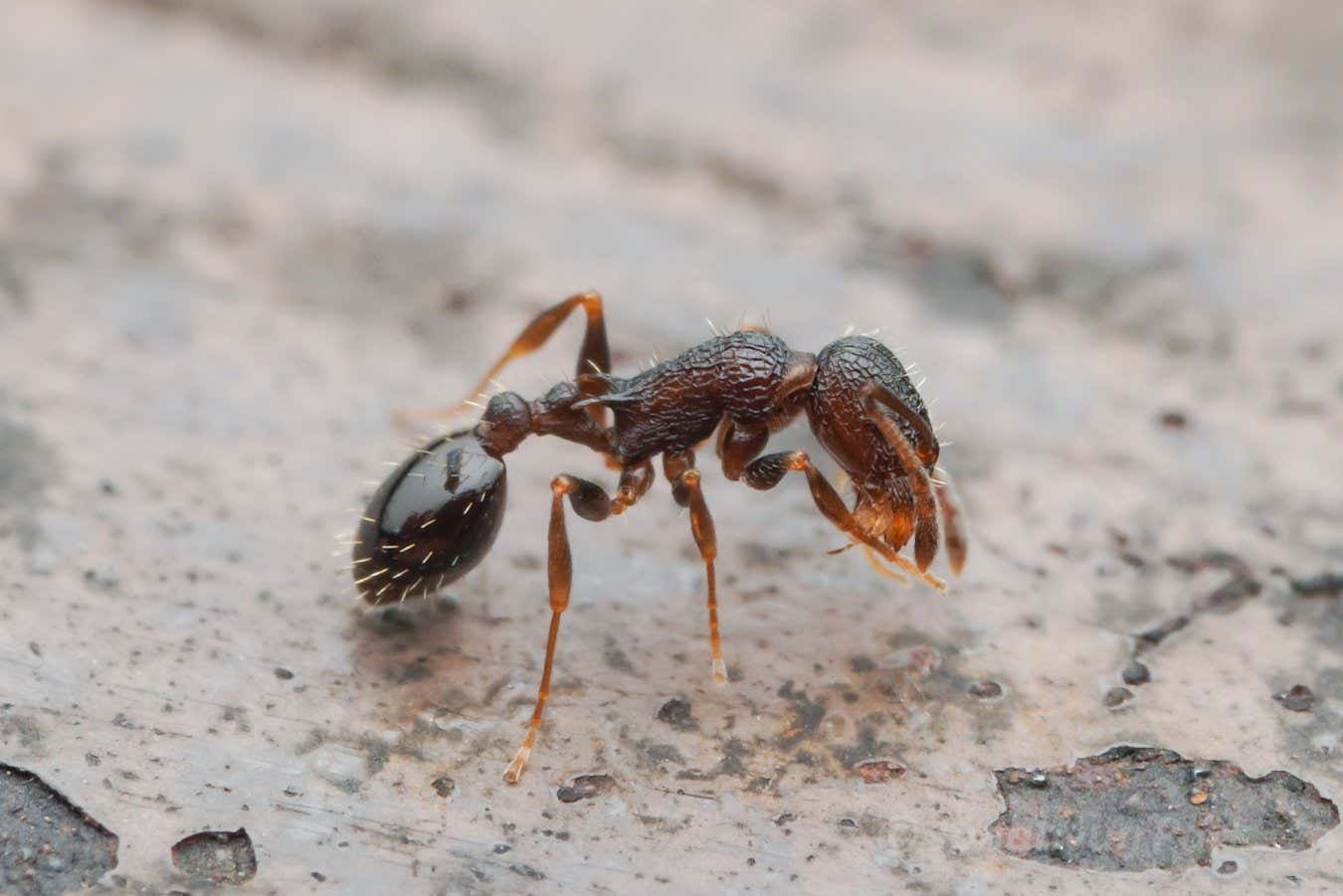Everyone's a queen: The ant species with no males or workers