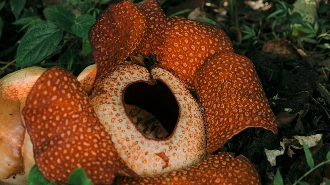 10 Unique Plants That Exhibit Truly Bizarre Survival Strategies