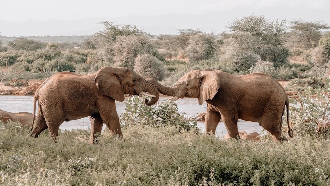 9 Fascinating Ways Animals Communicate Without Words