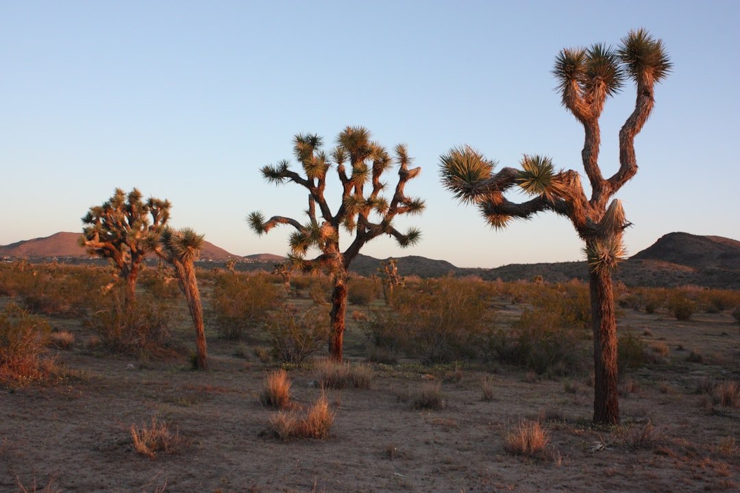 Surprising Discovery: Sahara Is Greening…Billions of Trees Where Once Thought To Be Barren