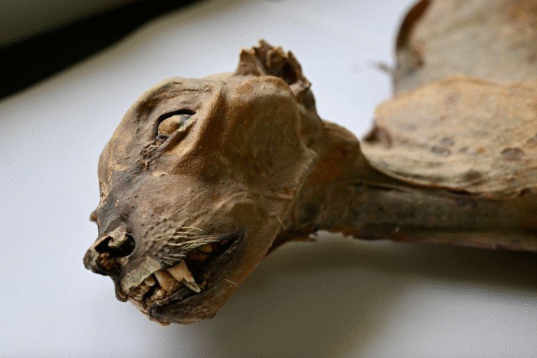 Mummified cheetahs found in Saudi caves could shape rewilding plans