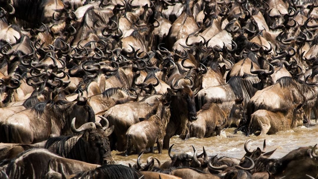 10 Incredible Animal Migrations That Still Puzzle Scientists Today