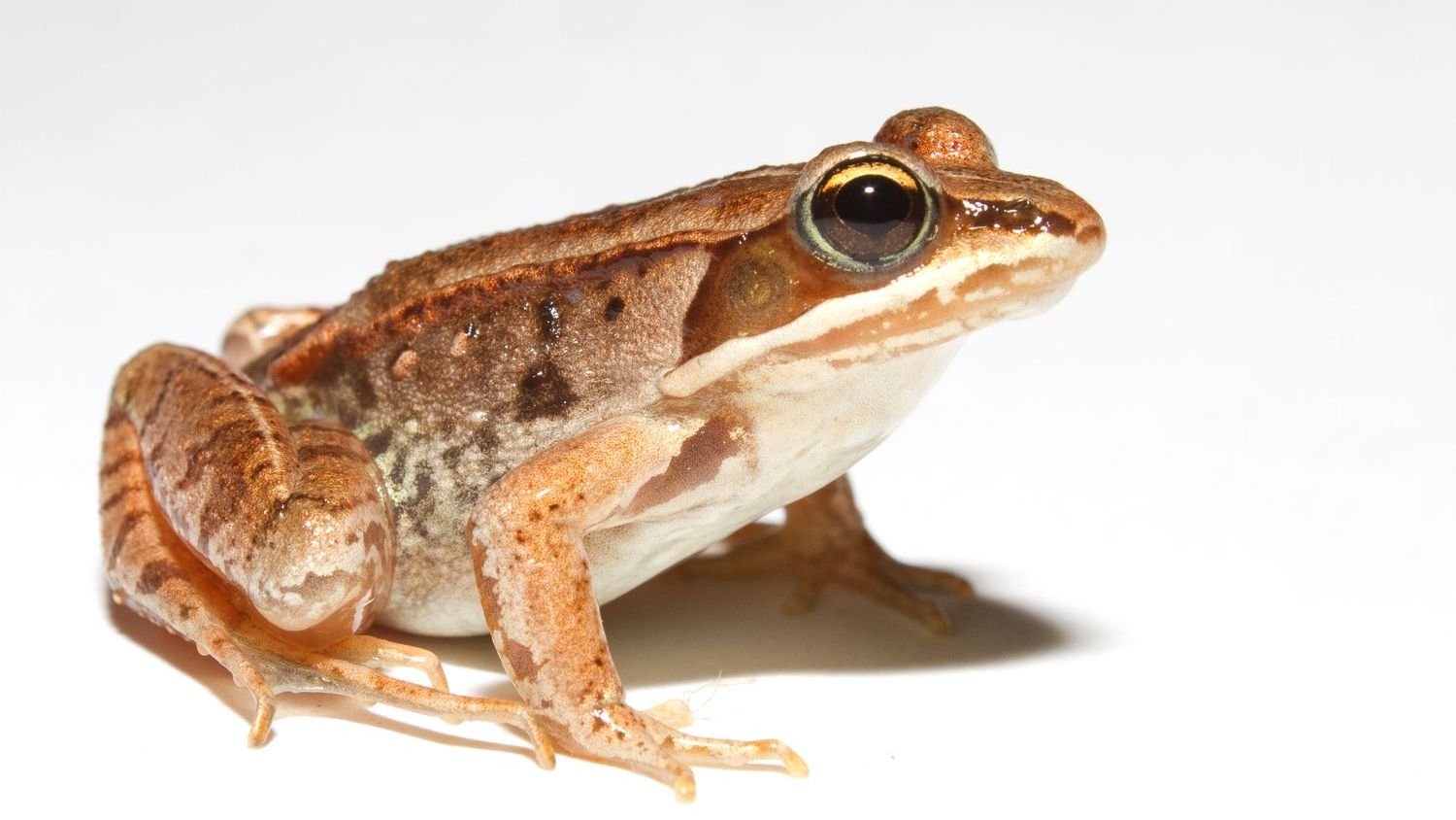 5 Animals With Superpowers That Scientists Are Still Studying