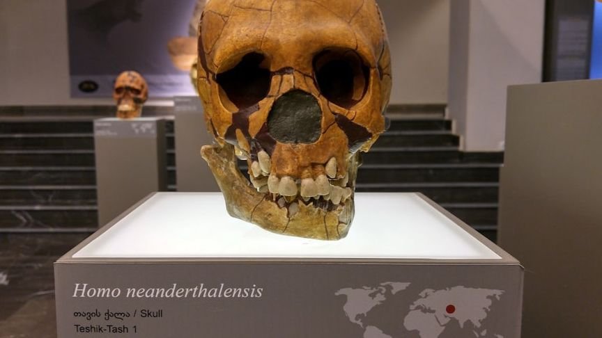 When Neanderthals and Humans Hooked Up, It Was Almost Always the Same Way Around