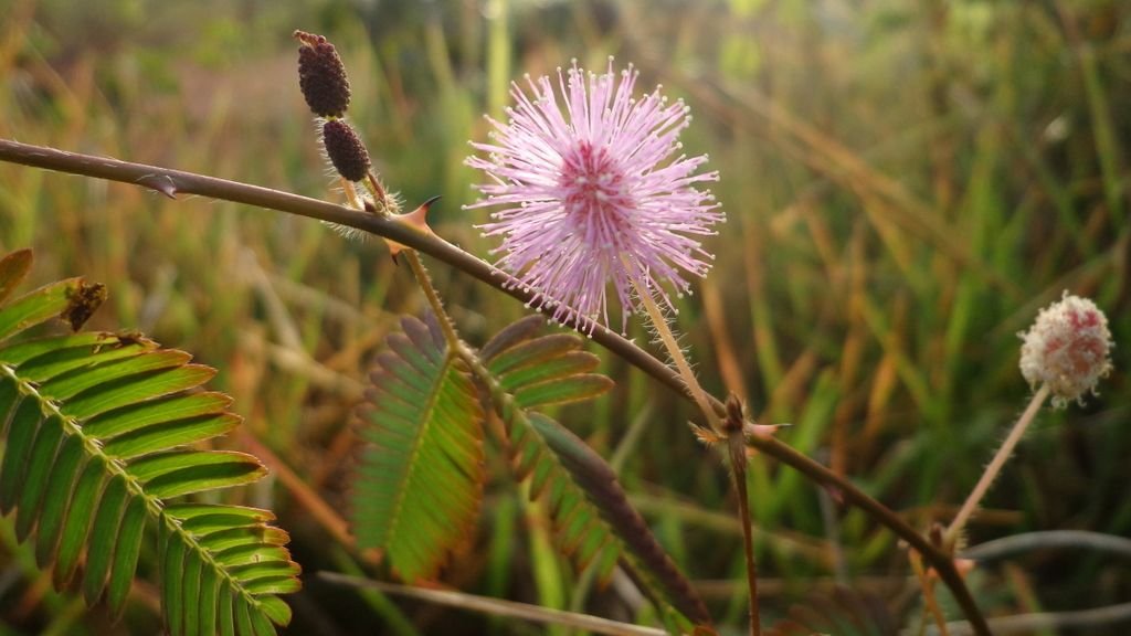 What If Plants Possess a Hidden Intelligence We're Only Beginning to Understand?