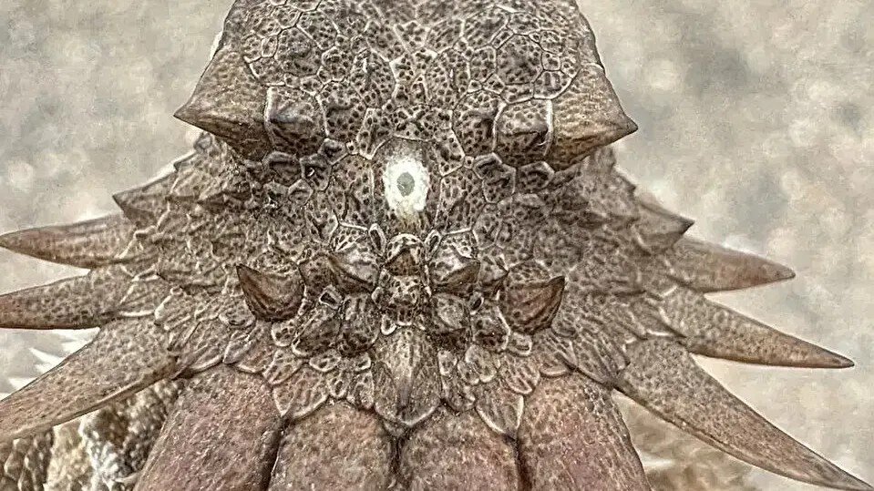 The One-Eyed Creature That Secretly Gave Us Our Modern Eyes