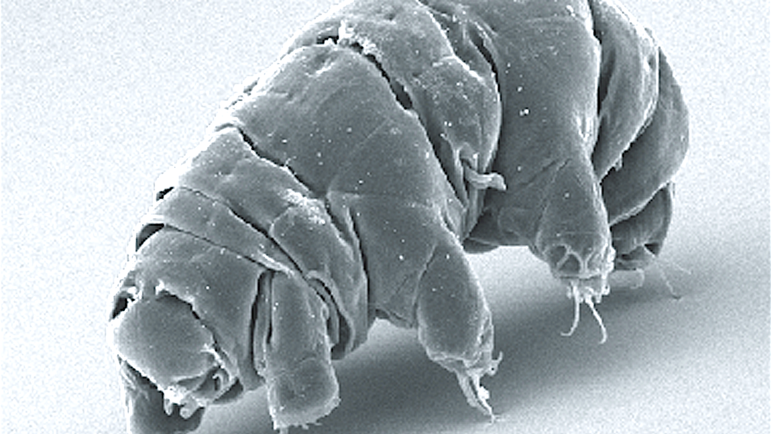 Immortal Life: Scientists Discover Organisms That Defy Aging and Biological Decay