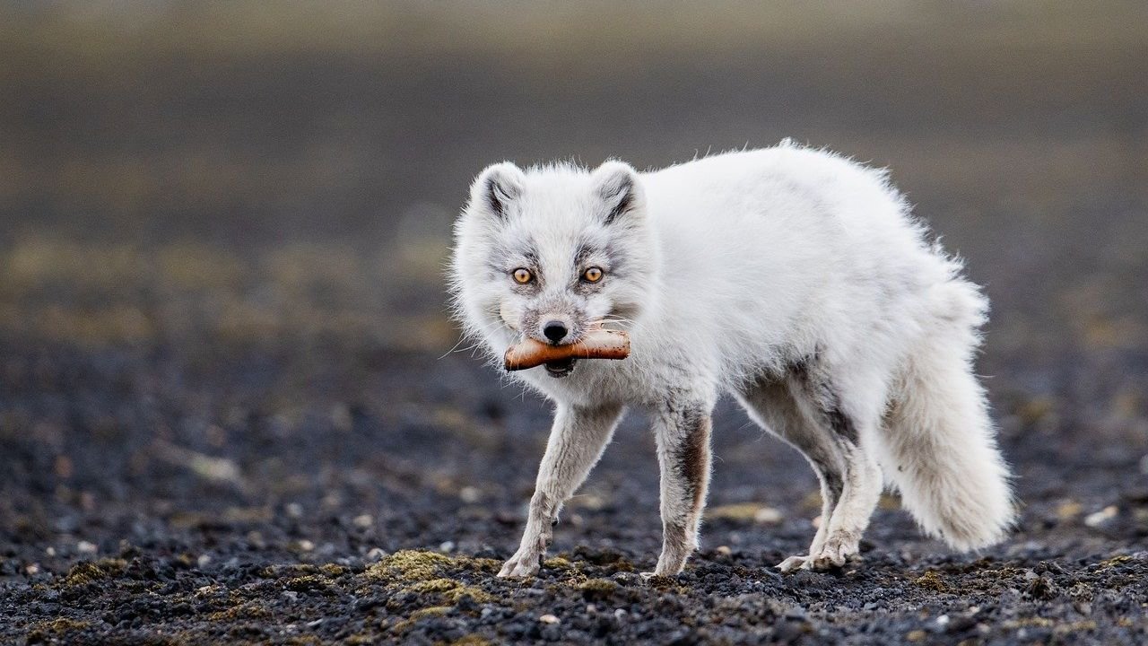 7 Animals That Use Ingenious Strategies to Survive the Wild