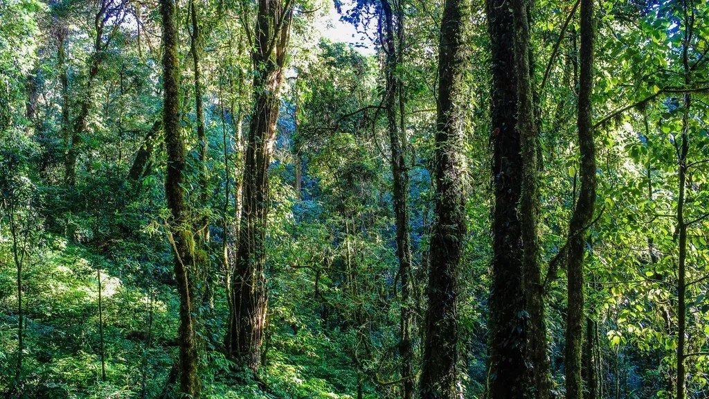 The Silent Language: How Plants Communicate and Share Resources in Complex Ecosystems