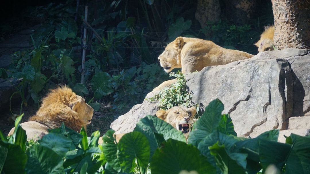 The Secrets of Animal Communication: How They Talk to Each Other