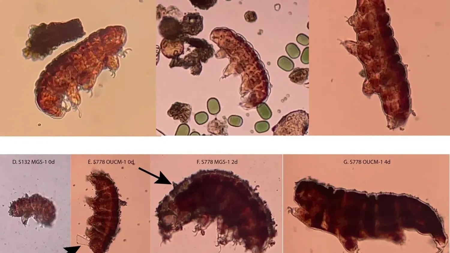 New Study Uses Tardigrades to Explore If Mars Soil Kills Earth Life