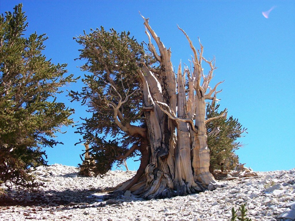 Bristlecone Pines: Built to Survive the Unthinkable 
