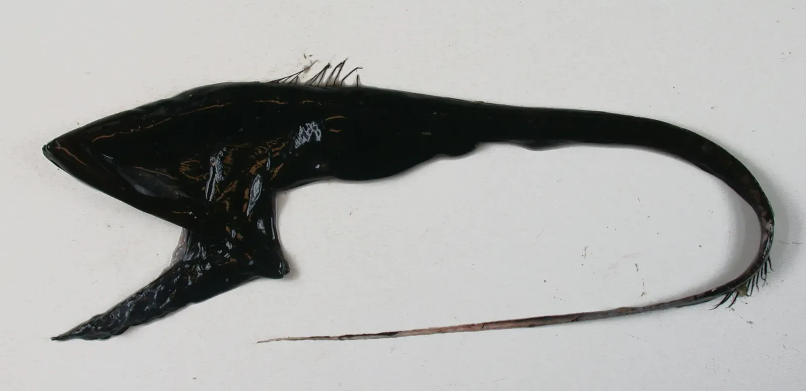 10 Bizarre Deep-Sea Creatures That Challenge Our Understanding of Life