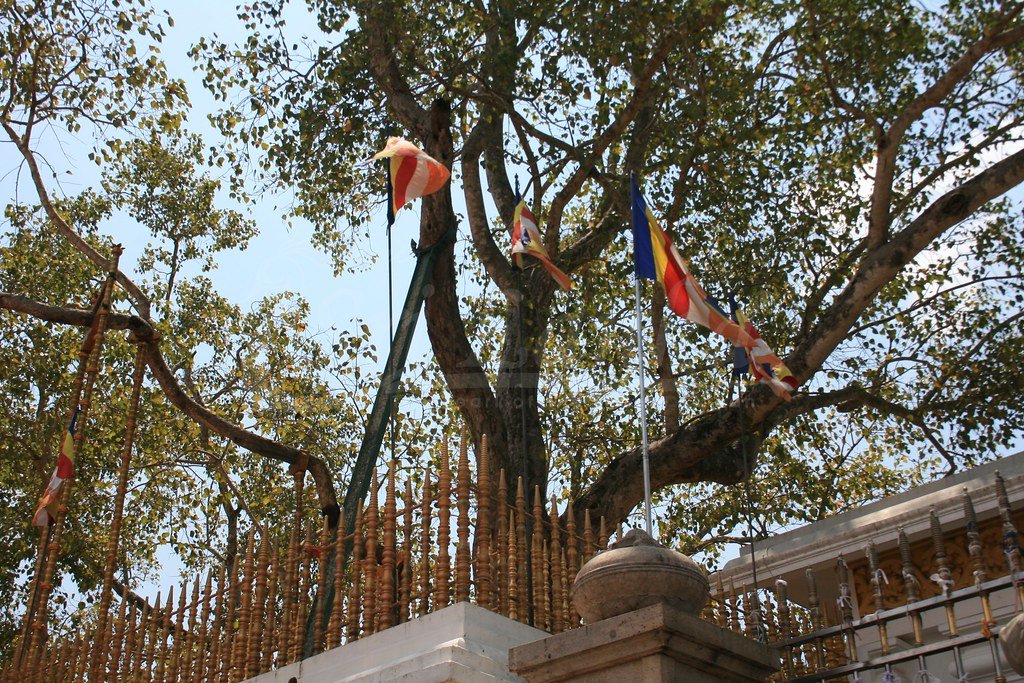 Jaya Sri Maha Bodhi: The Tree of Enlightenment 