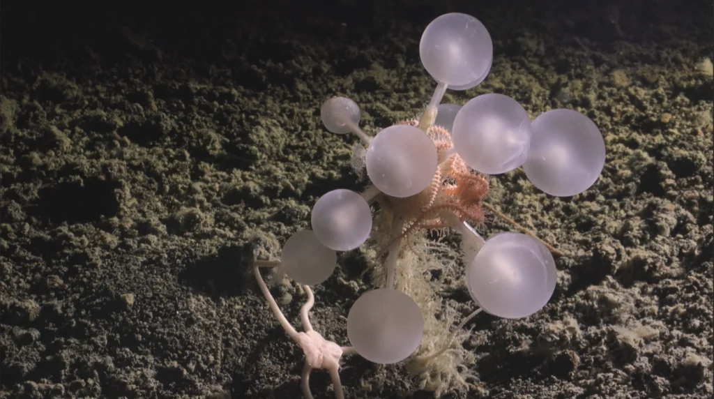 The "Death-Ball" Sponge: A Carnivorous Ball of Horrors From the Southern Ocean 