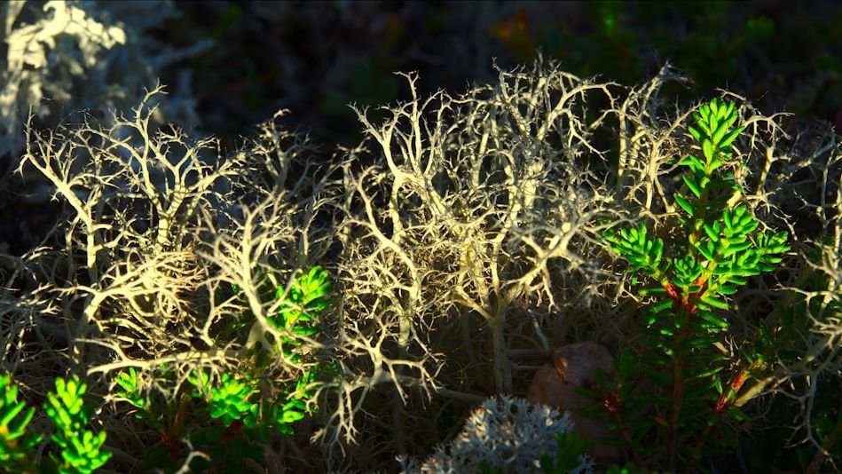 The Unseen World of Fungi: Nature's Hidden Network